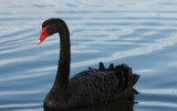 Black Swan